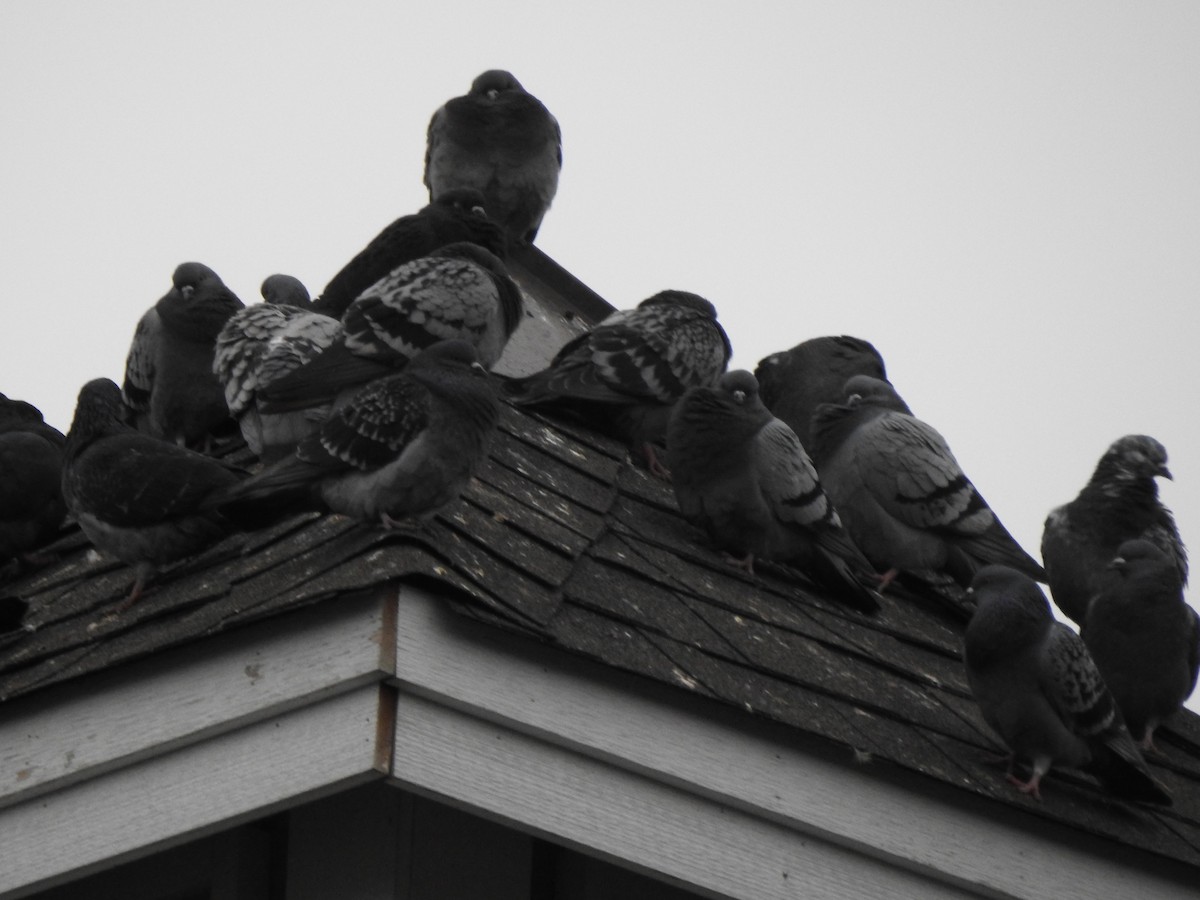 Rock Pigeon (Feral Pigeon) - Jim Walton