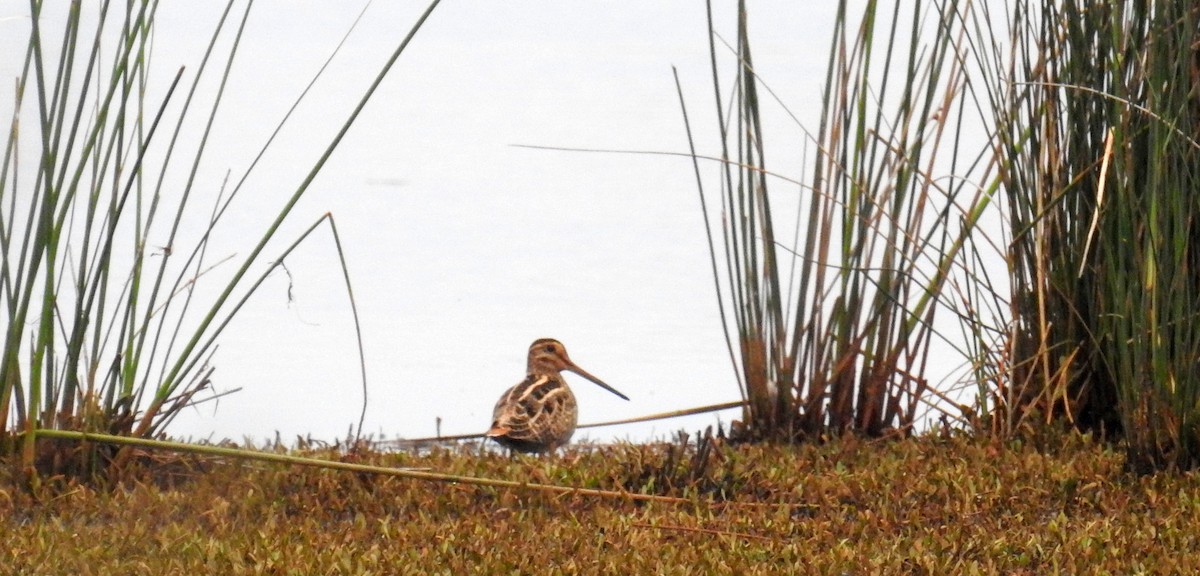 Latham's Snipe - ML282322921