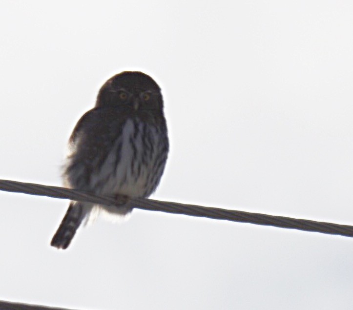 Northern Pygmy-Owl - ML282323231