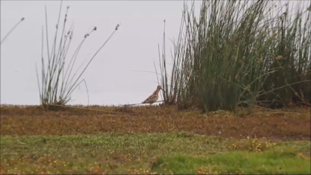 Latham's Snipe - ML282324011