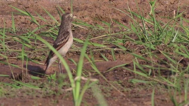 Spectacled Tyrant - ML282324071