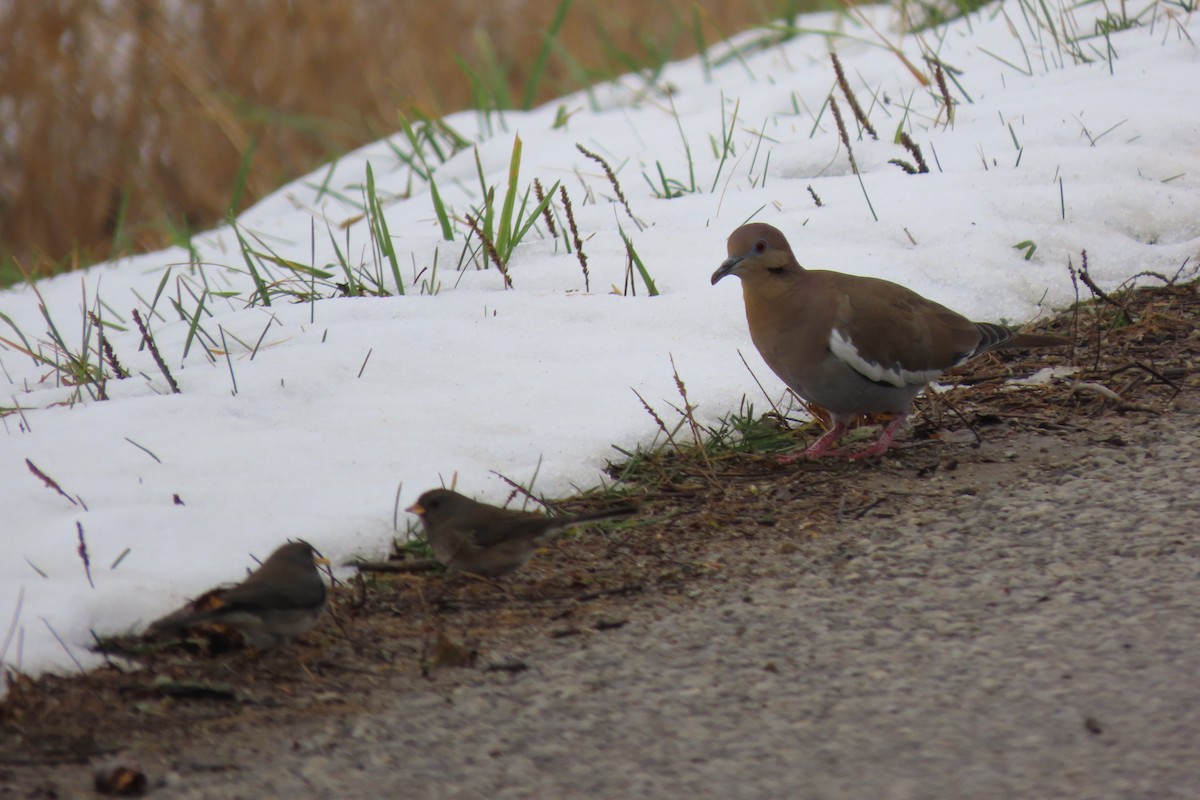 White-winged Dove - ML282326551