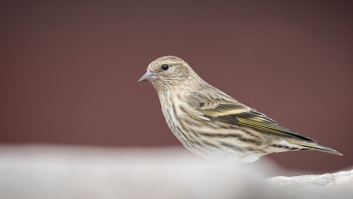 Pine Siskin - Bryan Calk