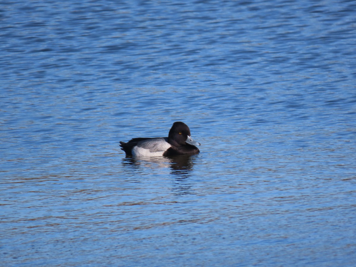 Lesser Scaup - ML282328351