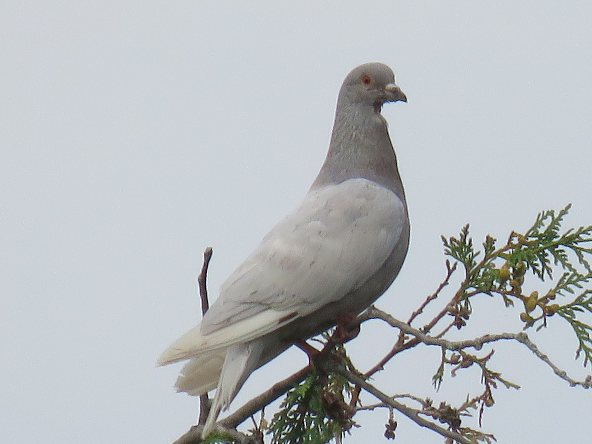 Сизый голубь (Одомашненного типа) - ML282328411