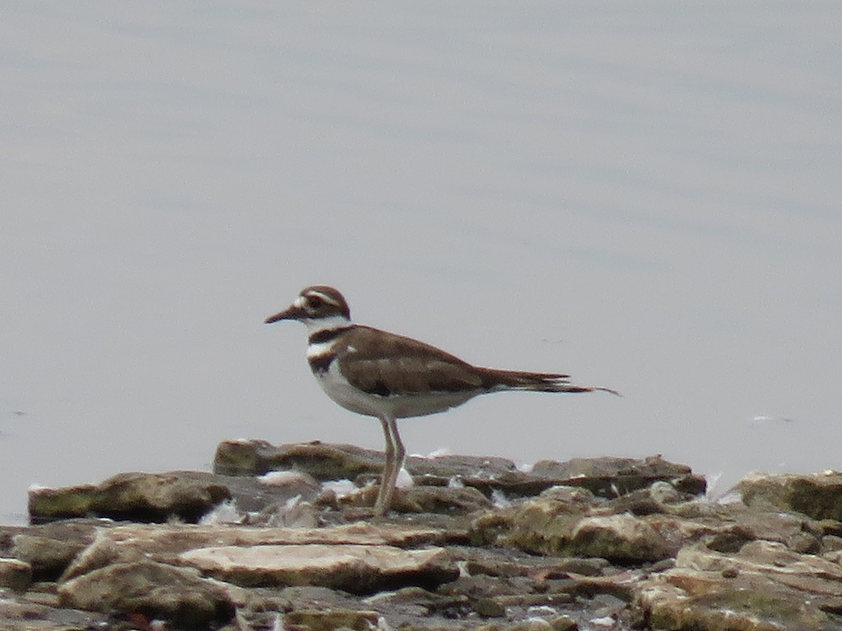 Killdeer - ML282328471