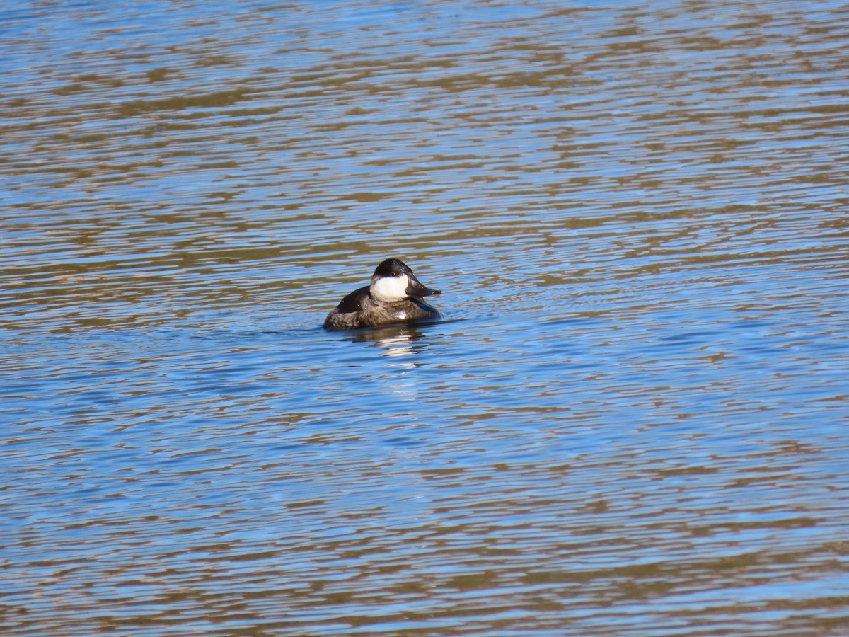 Ruddy Duck - ML282328581