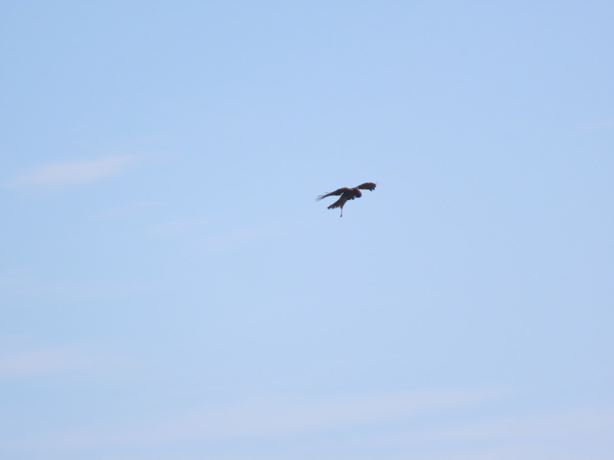 Northern Harrier - Long-eared Owl