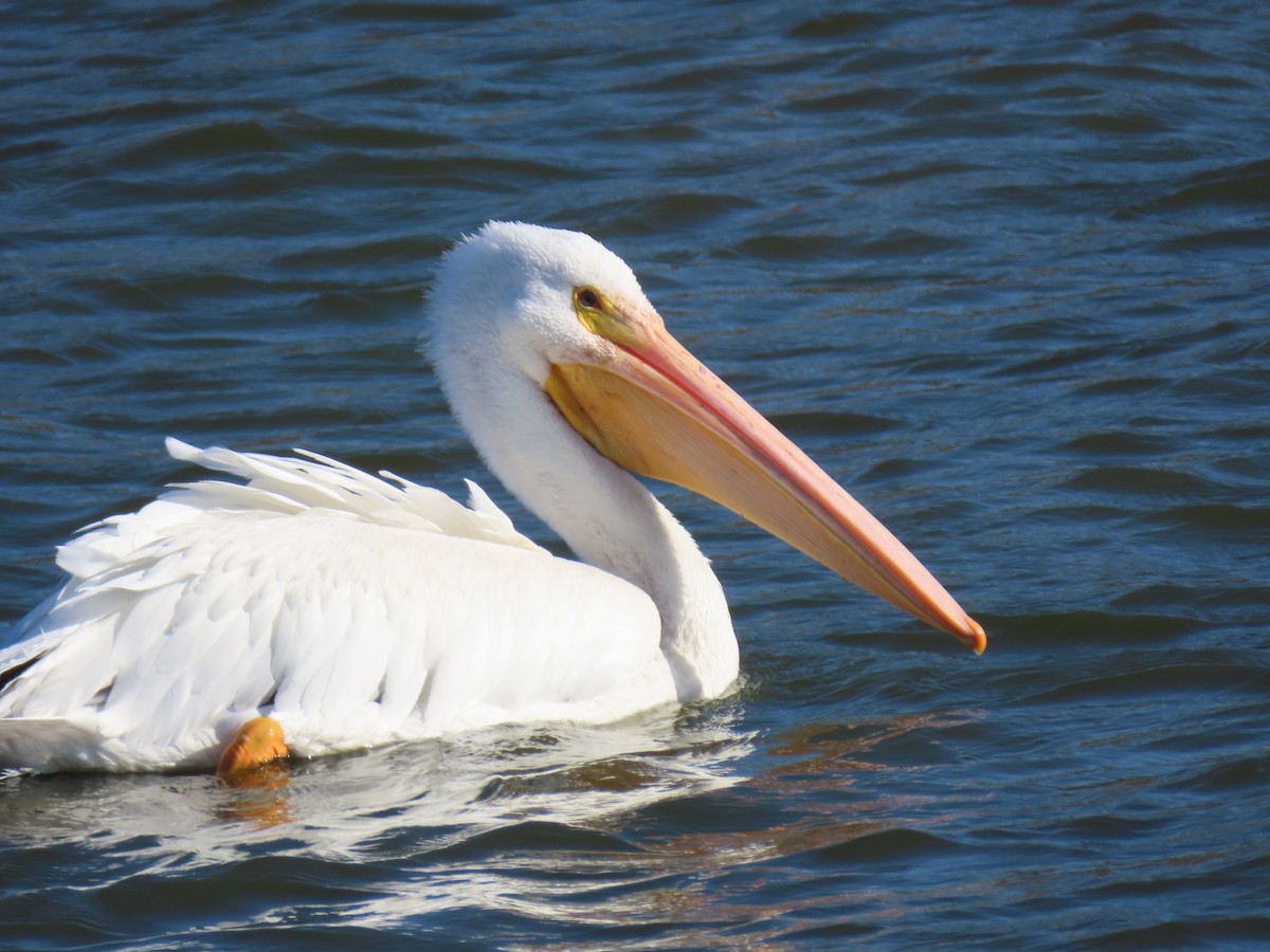 American White Pelican - ML282328891