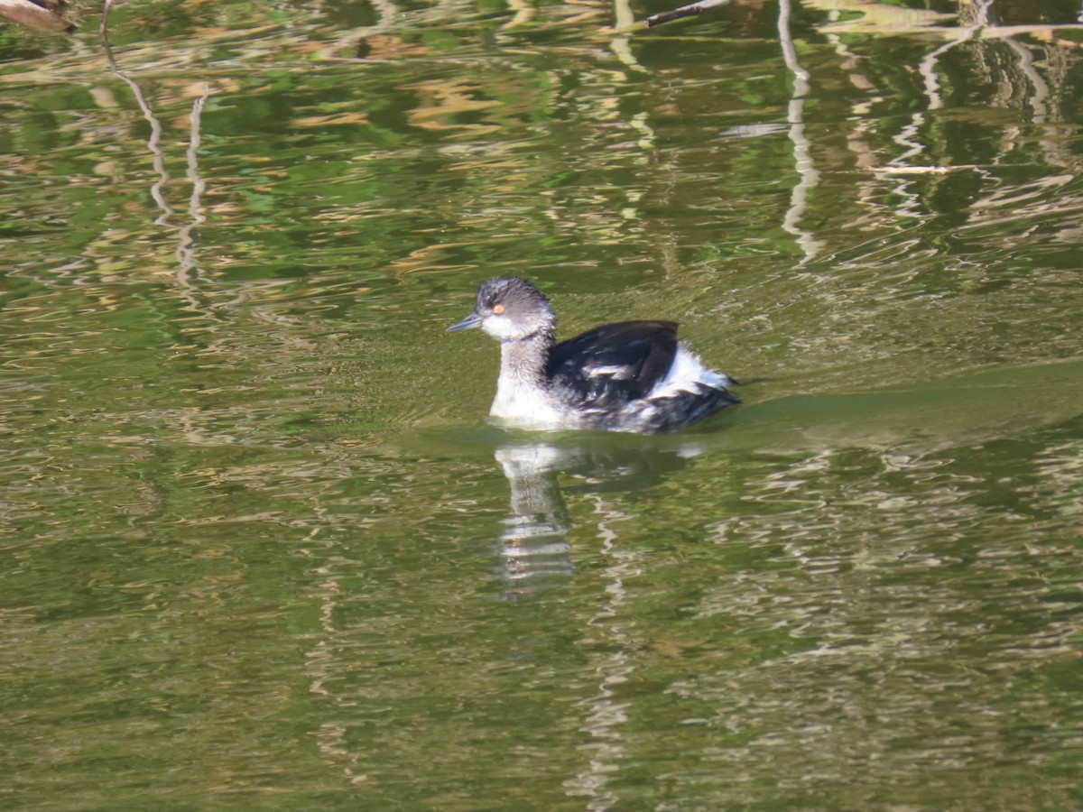 Eared Grebe - ML282328901