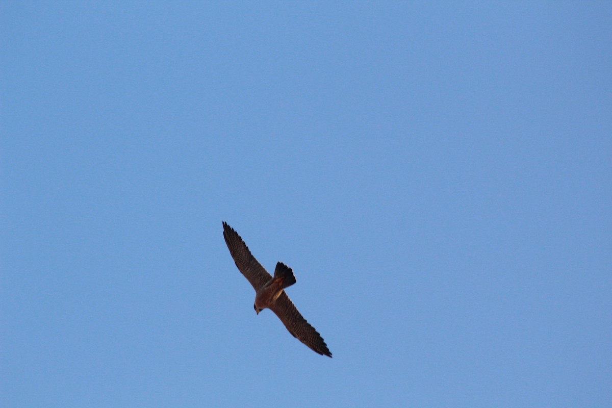 Peregrine Falcon - Eliseo Moreno