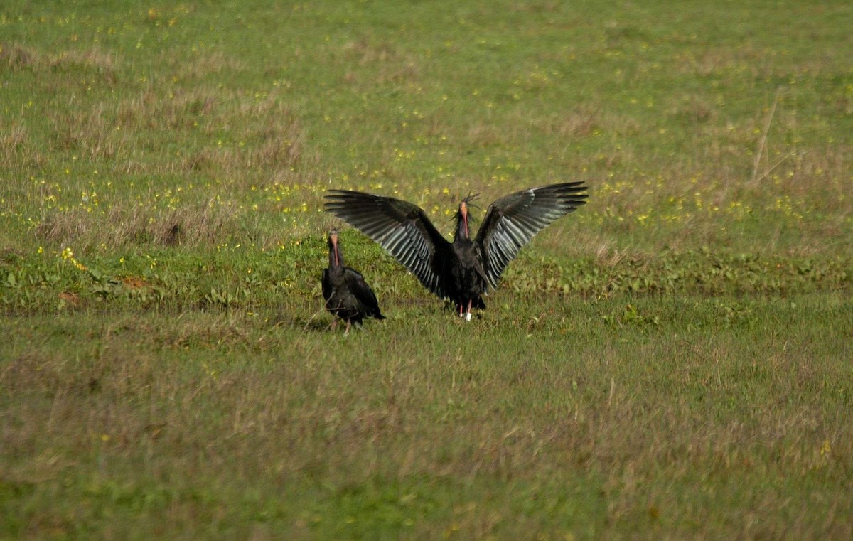 Ibis eremita - ML28233041