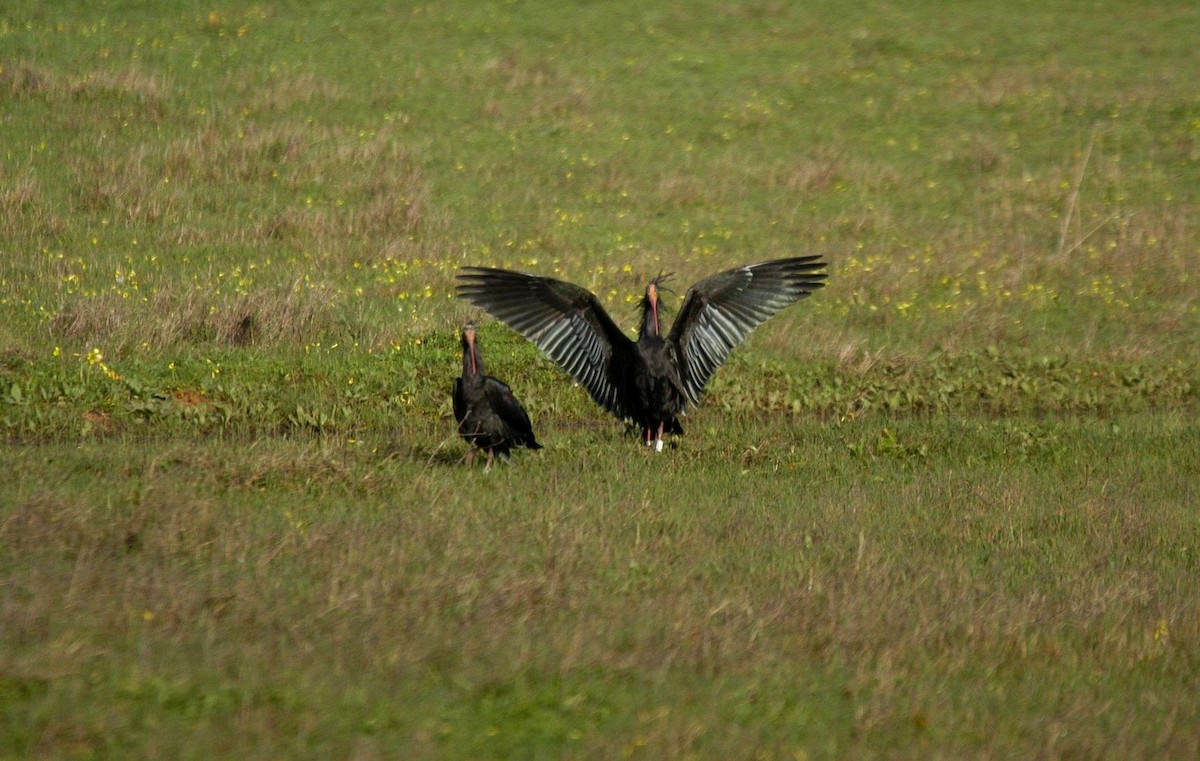 Northern Bald Ibis - ML28233041