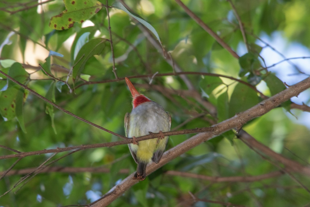 Puerto Rican Tody - ML282330921