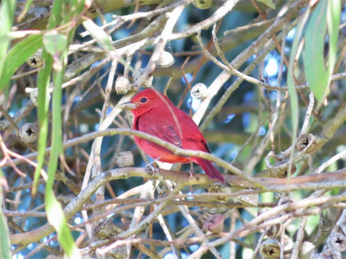 Summer Tanager - Eve Martin