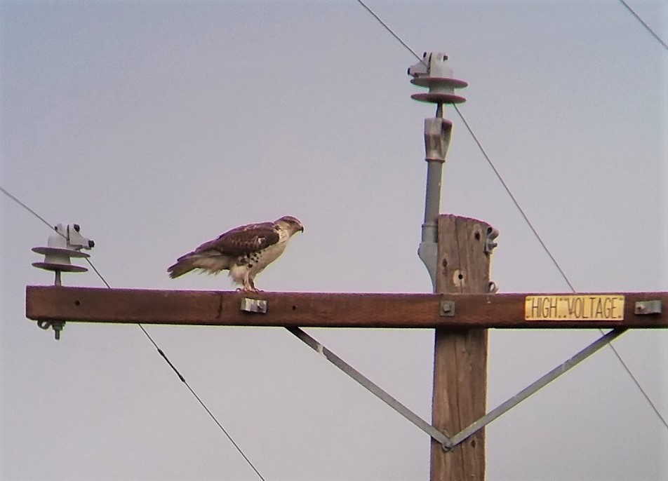 Ferruginous Hawk - ML282332271