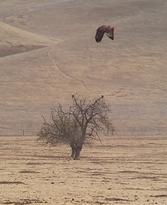 Bald Eagle - Dave Weber