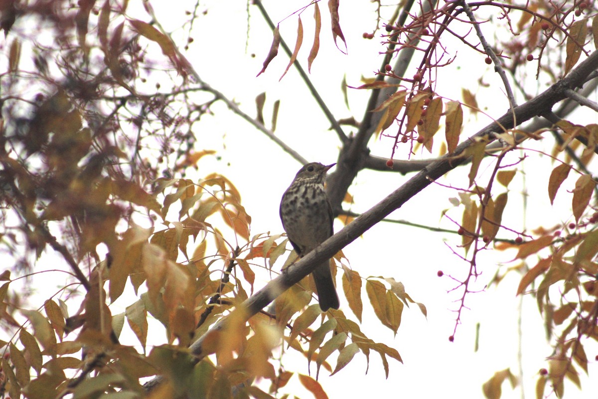 Hermit Thrush - ML282332981