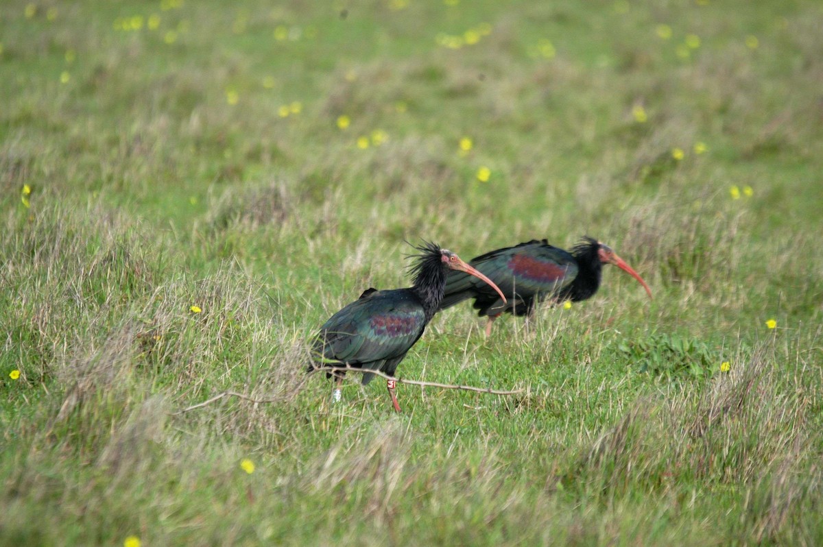 Northern Bald Ibis - ML28233301