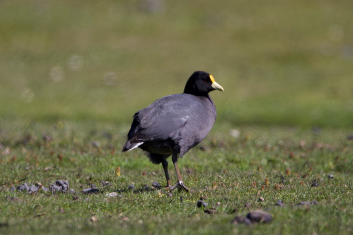 White-winged Coot - ML282333021
