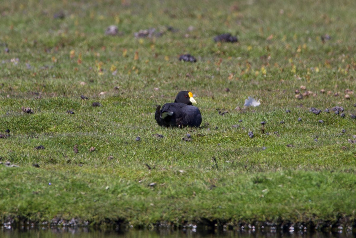 White-winged Coot - ML282333051