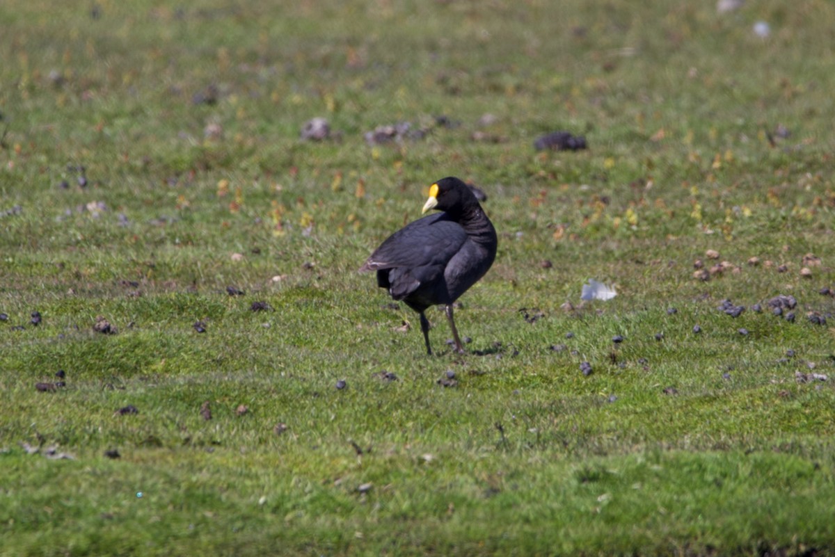 White-winged Coot - ML282333111