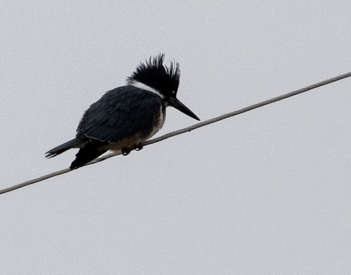 Belted Kingfisher - Louisa Evers