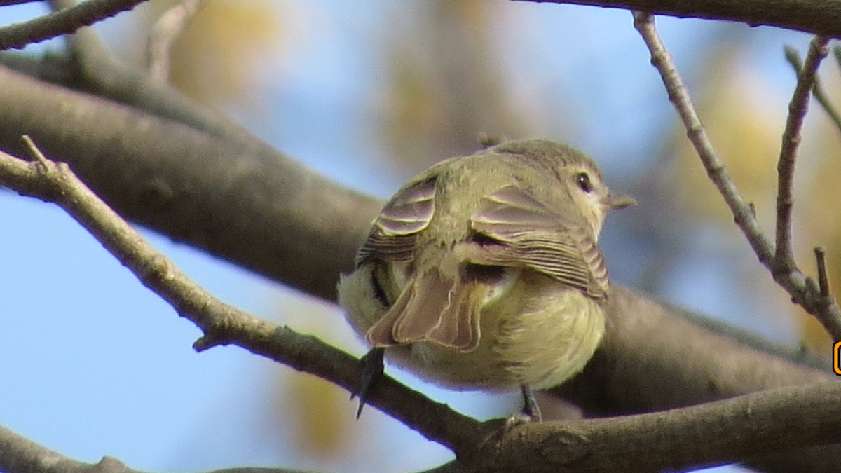 Warbling Vireo - ML28233431