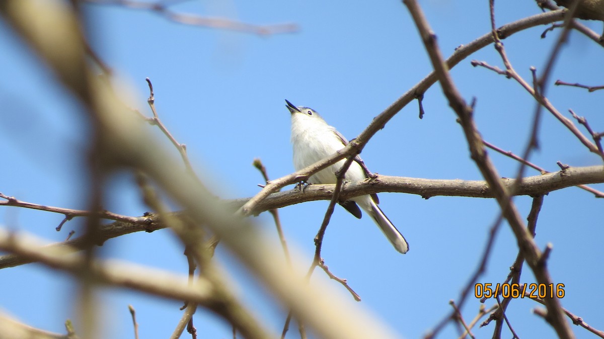 Blue-gray Gnatcatcher - ML28233461