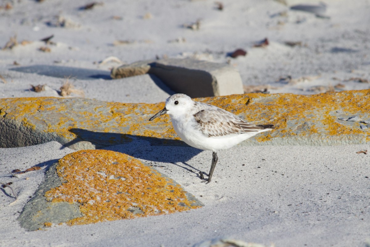 Sanderling - ML282334931