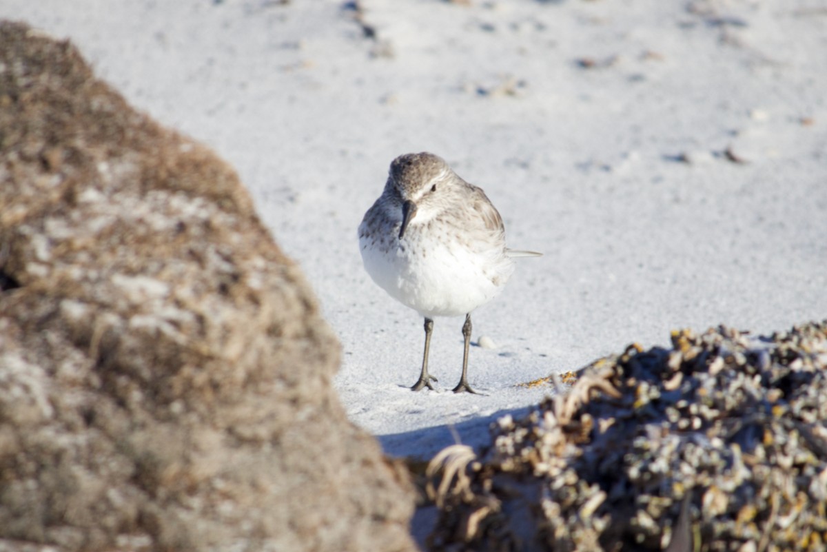 Sanderling - ML282334941