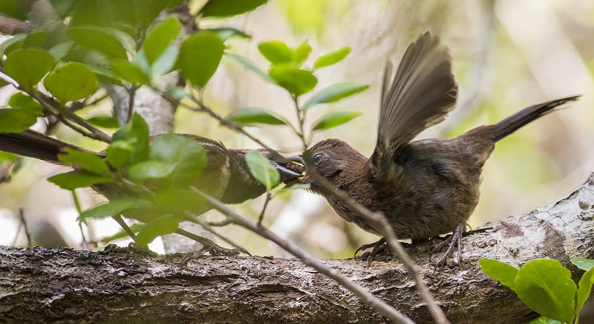 Spotted Towhee (Socorro) - ML282335011