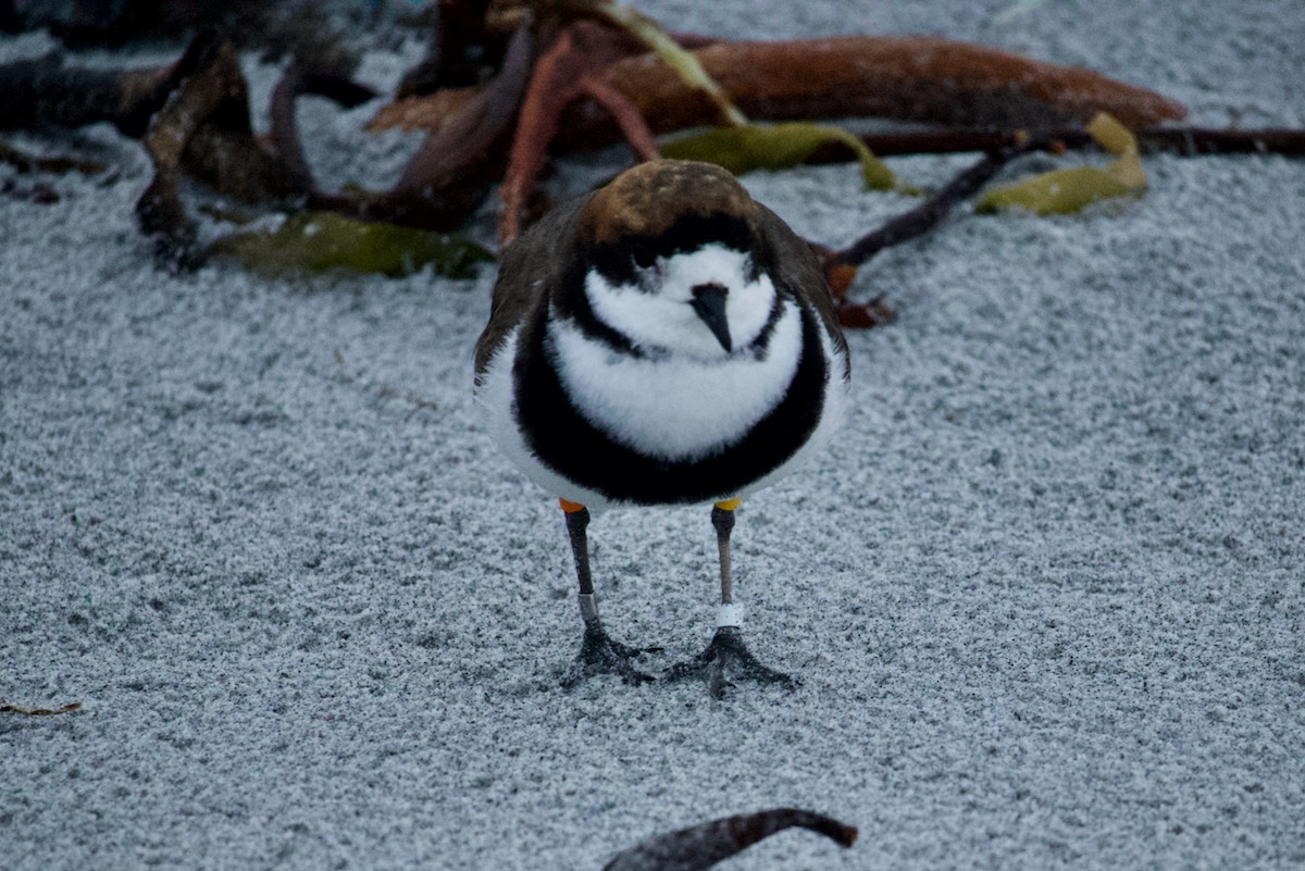 Two-banded Plover - ML282335051