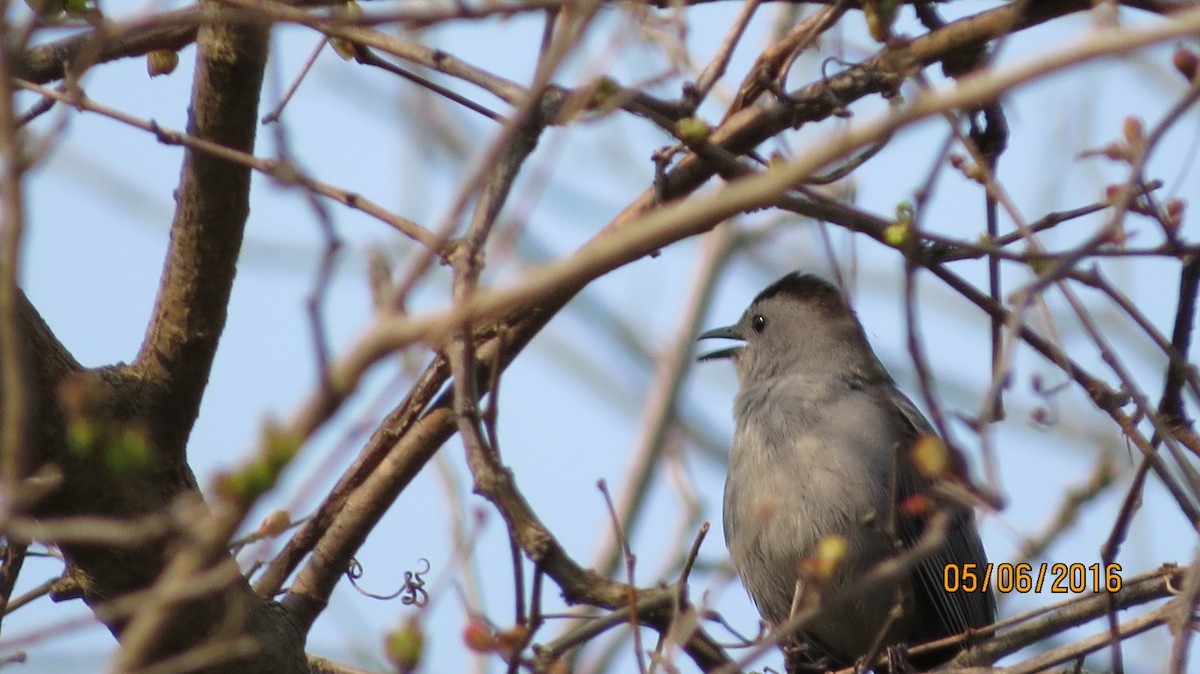 Gray Catbird - ML28233511