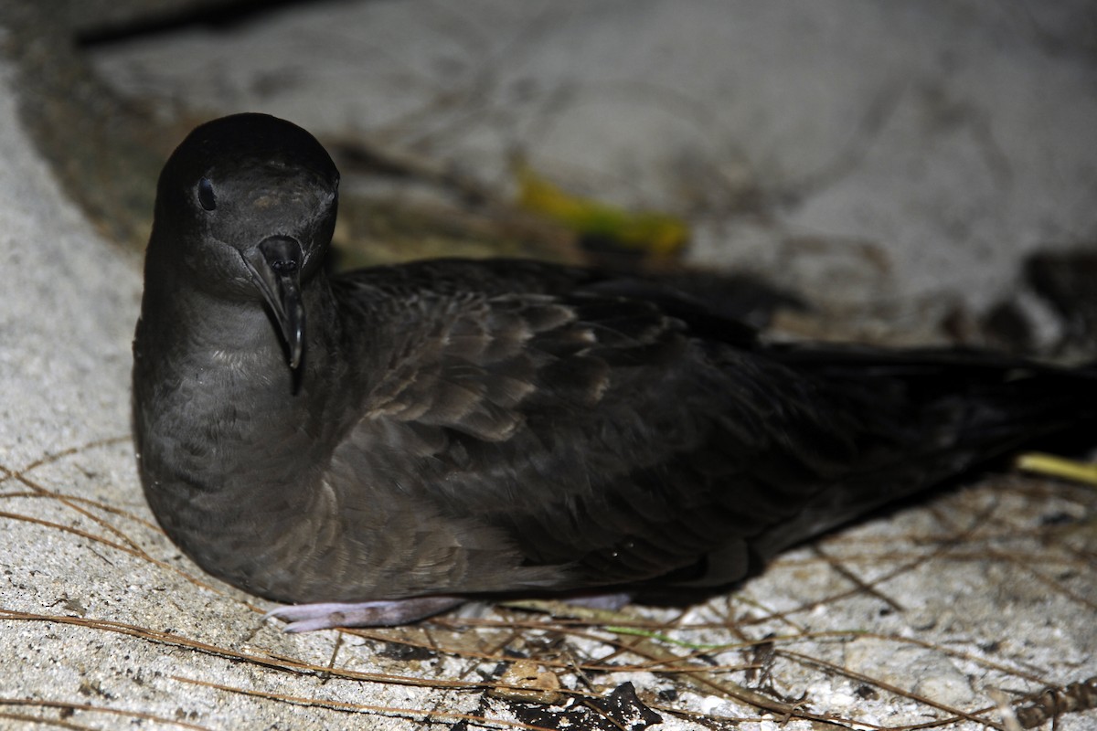 Wedge-tailed Shearwater - Guy Stevens