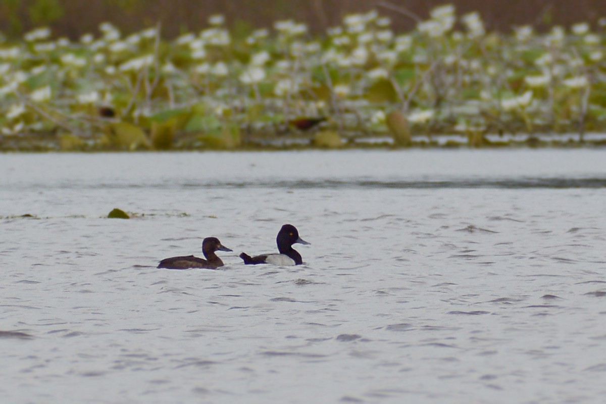 Lesser Scaup - Jorge Dangel