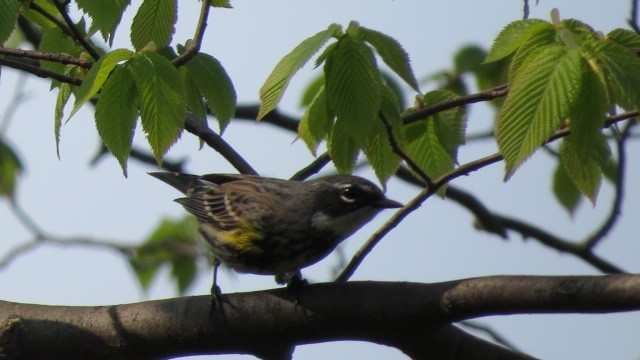 Yellow-rumped Warbler - ML28233541