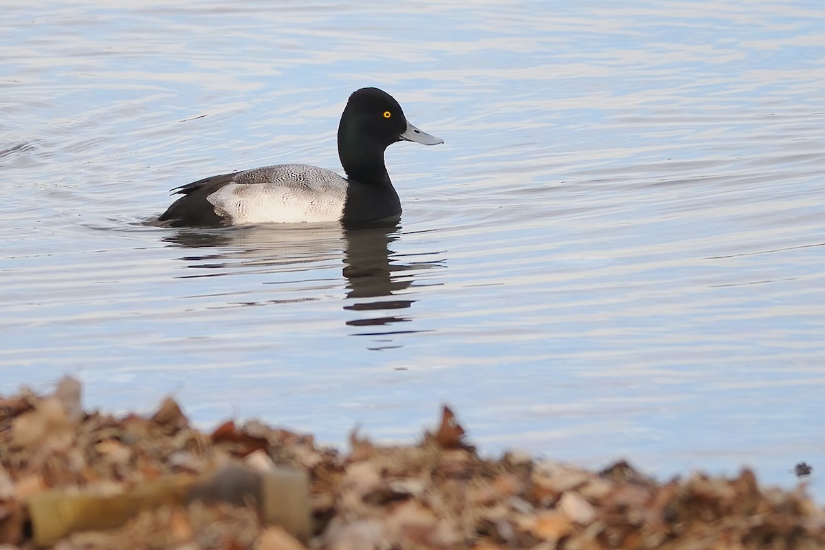 Lesser Scaup - ML282335581