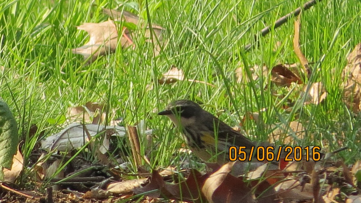 Yellow-rumped Warbler - ML28233561