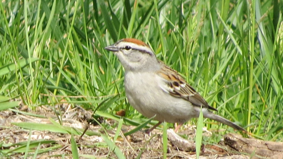 Chipping Sparrow - ML28233591