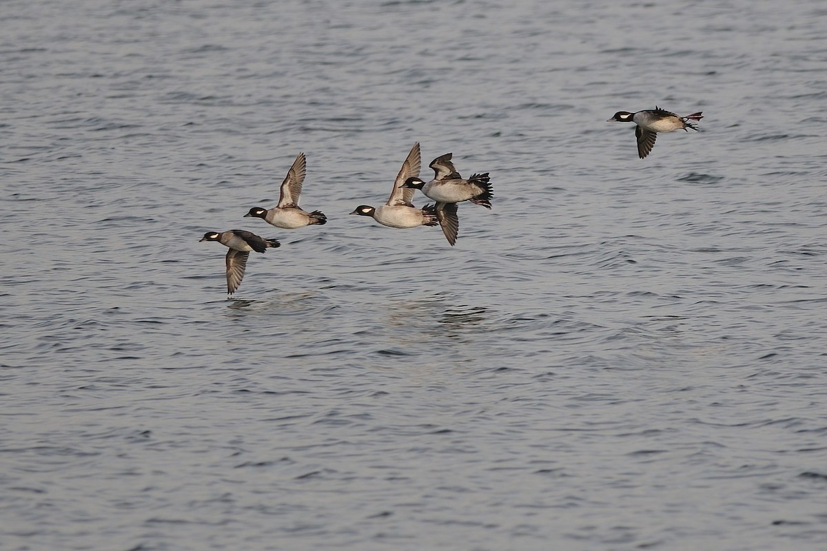 Bufflehead - ML282336701