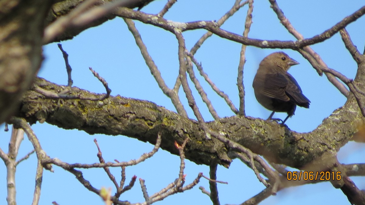 Brown-headed Cowbird - ML28233671
