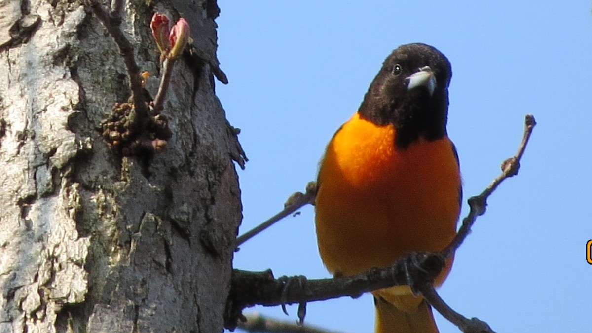 Baltimore Oriole - ML28233681