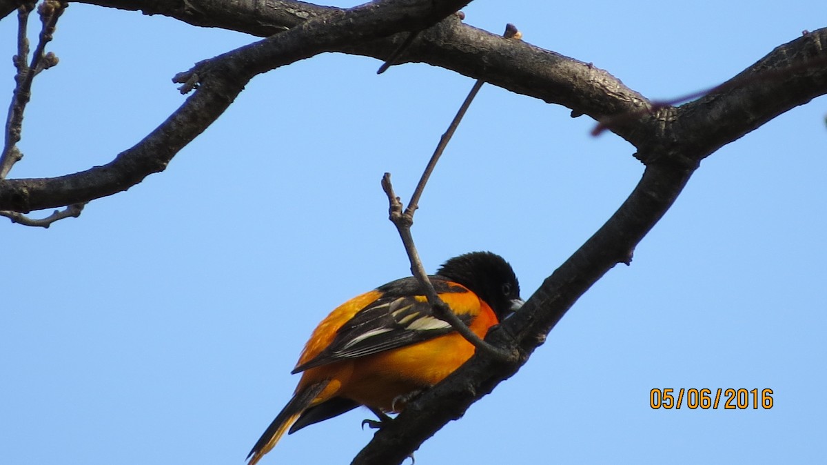 Baltimore Oriole - ML28233731