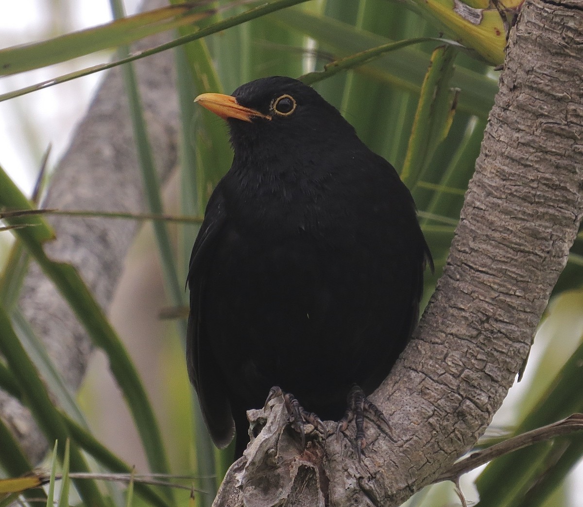 Eurasian Blackbird - Noel Ward