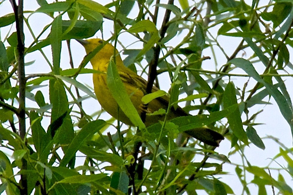 Yellow Warbler - ML28233921