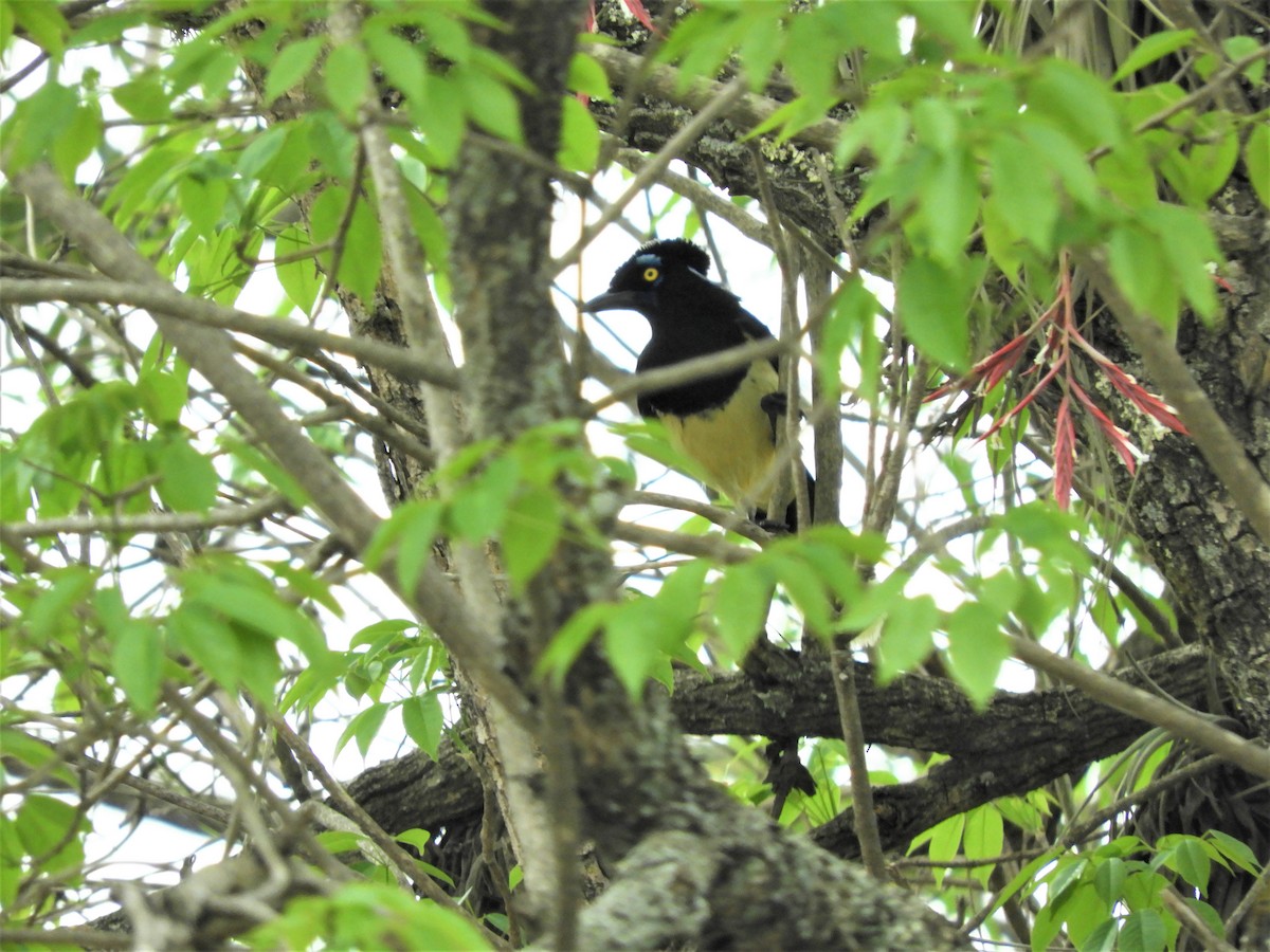 Plush-crested Jay - ML282339361