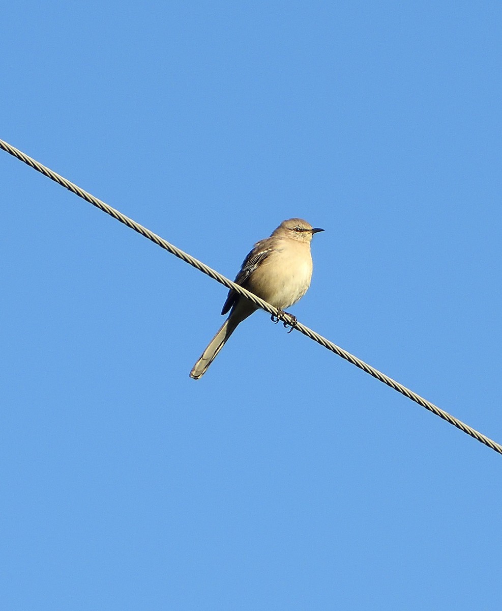 Northern Mockingbird - ML282339511