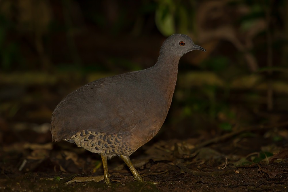 Brown Tinamou - ML282340131