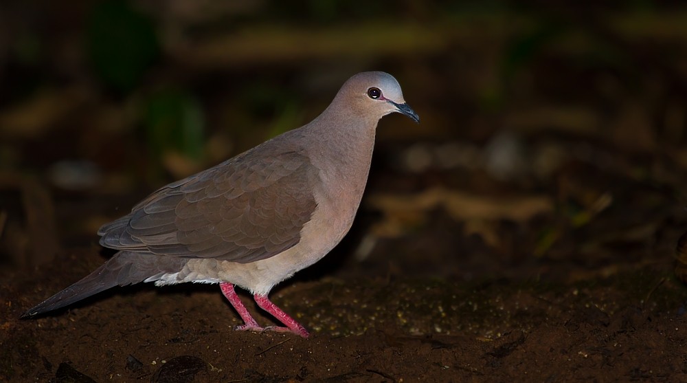 Gray-fronted Dove - ML282340411